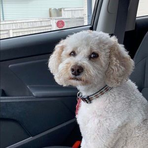 Meet your Posher, Ivan